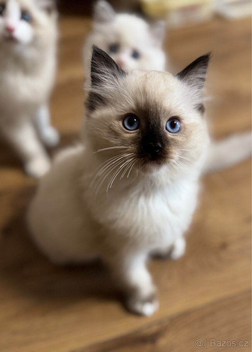 RAGDOLL KOŤATA BEZ PP NA PRODEJ