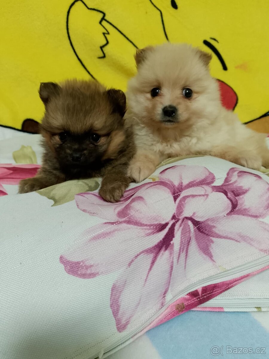 Pomeranian