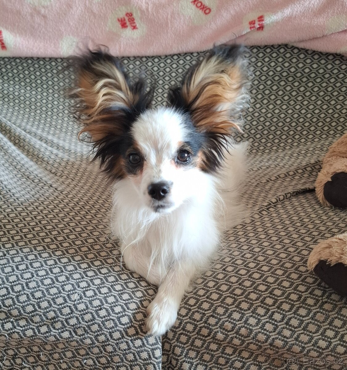Papillon s rodokmeňom (PP)