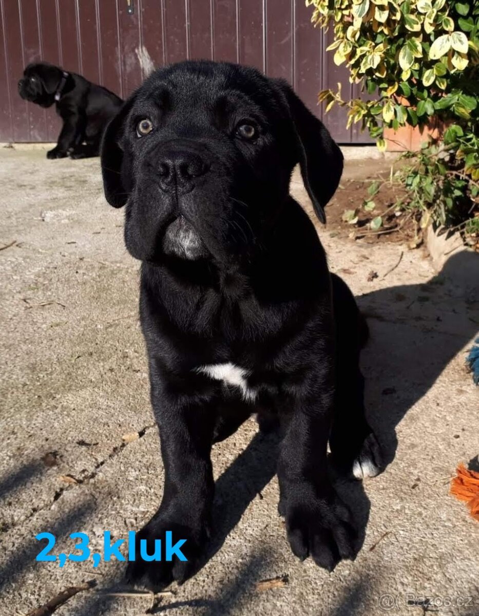Cane Corso bez pp