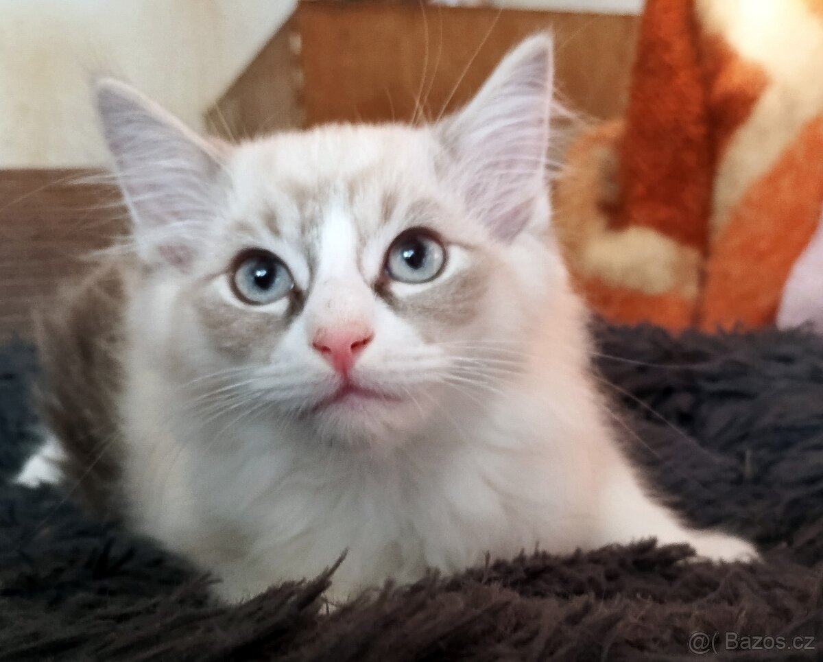 kocourek 50% Ragdoll