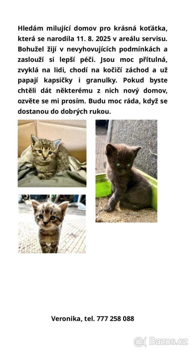 Kotě
