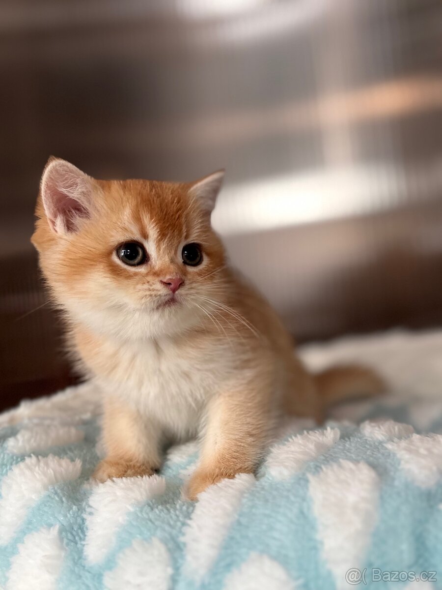 Luxusní zlata britská koťata s PP pro chov