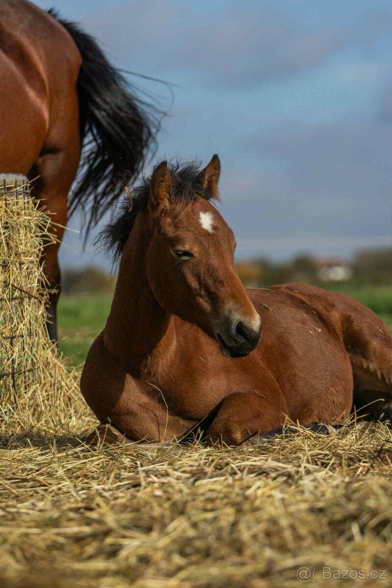 Welsh Cob hřebeček