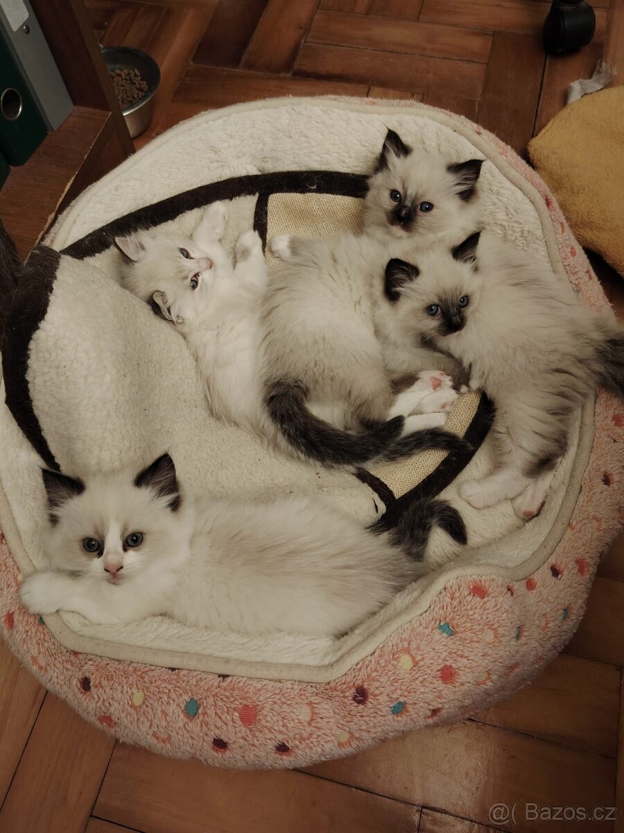 Ragdoll koťátka