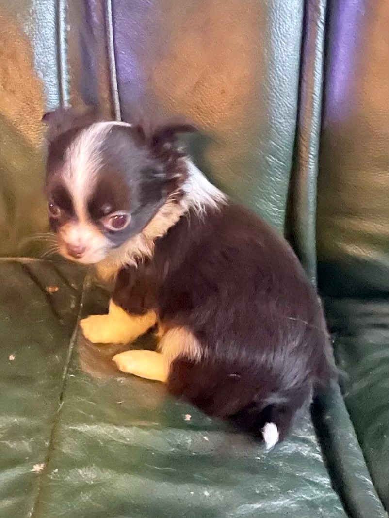 ČIVAVA DLOUHOSRSTÁ S PP- Pejsek