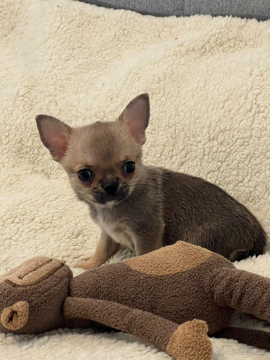 ČIVAVA štěňátka s pp