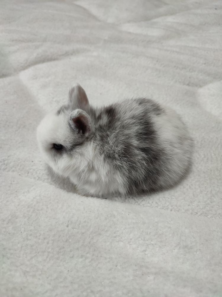 Zakrslý králíček