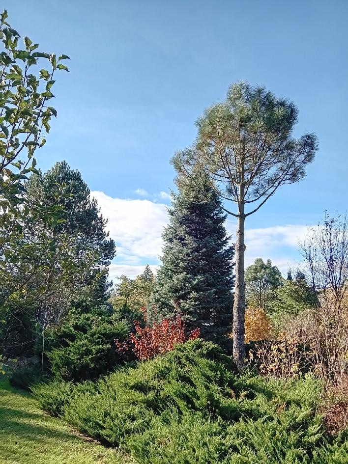 Jeffreyova severoamerická borovice tvz. těžká