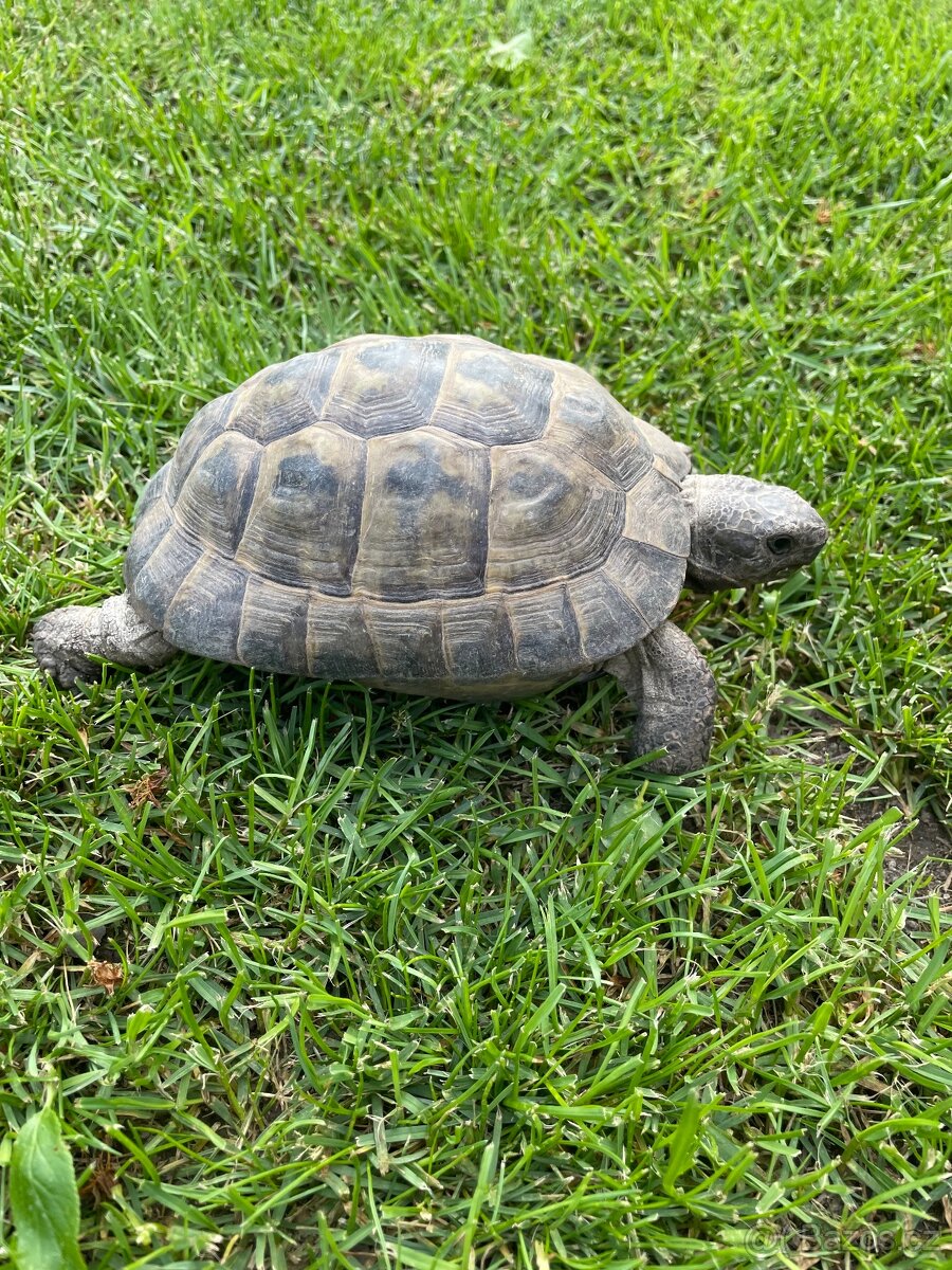 Želva žlutohnědá Testudo graeca