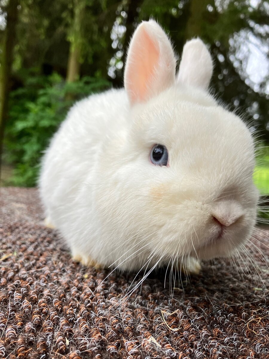 Zakrslý králík