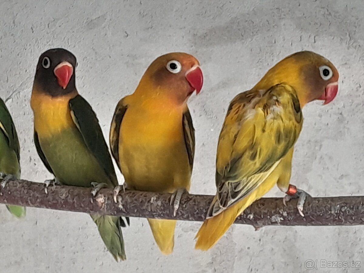 Agapornis skraboskovy