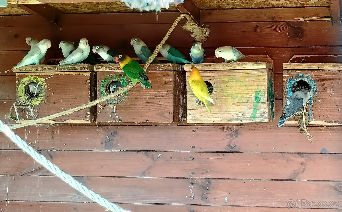 Agapornis fisheri