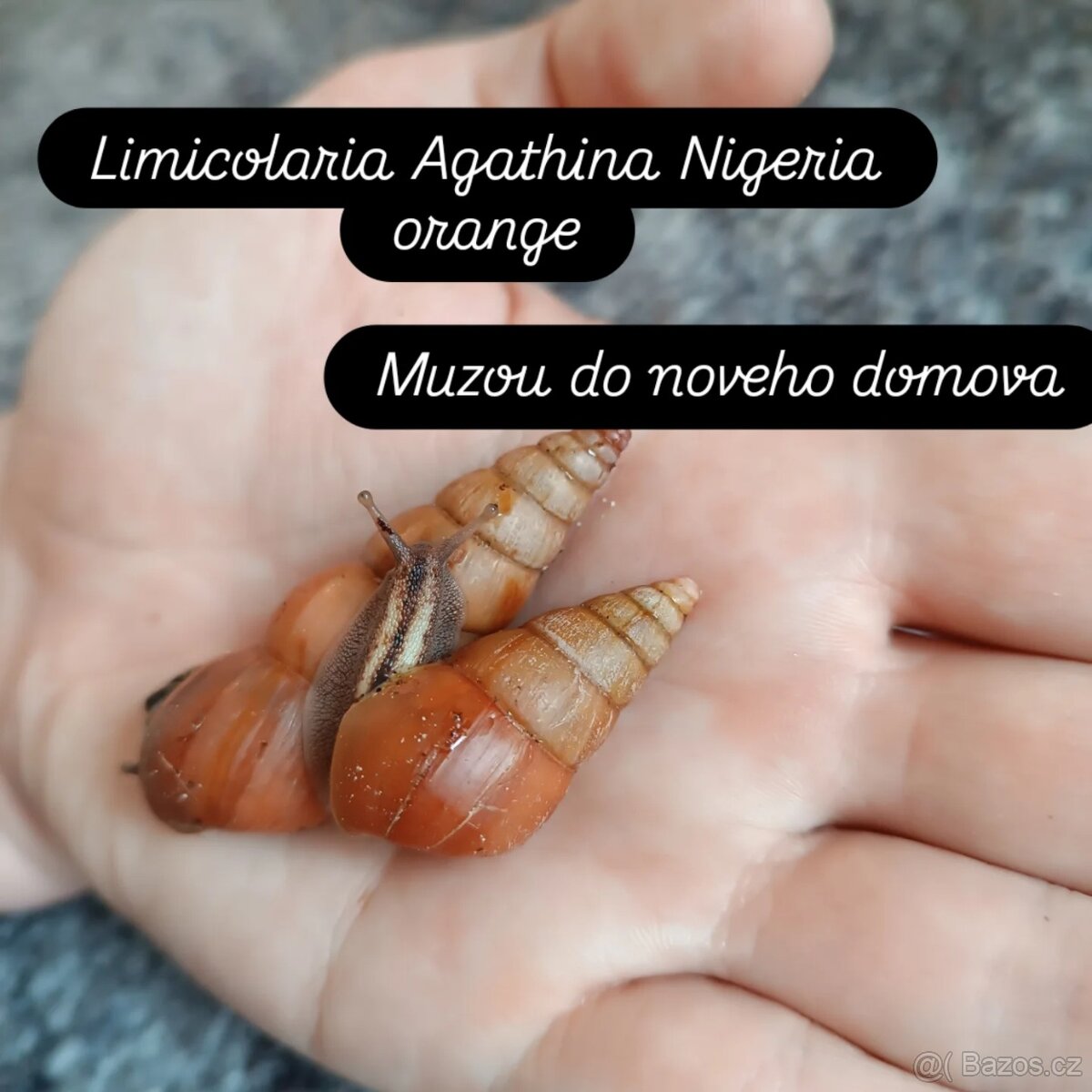 Africky šnek