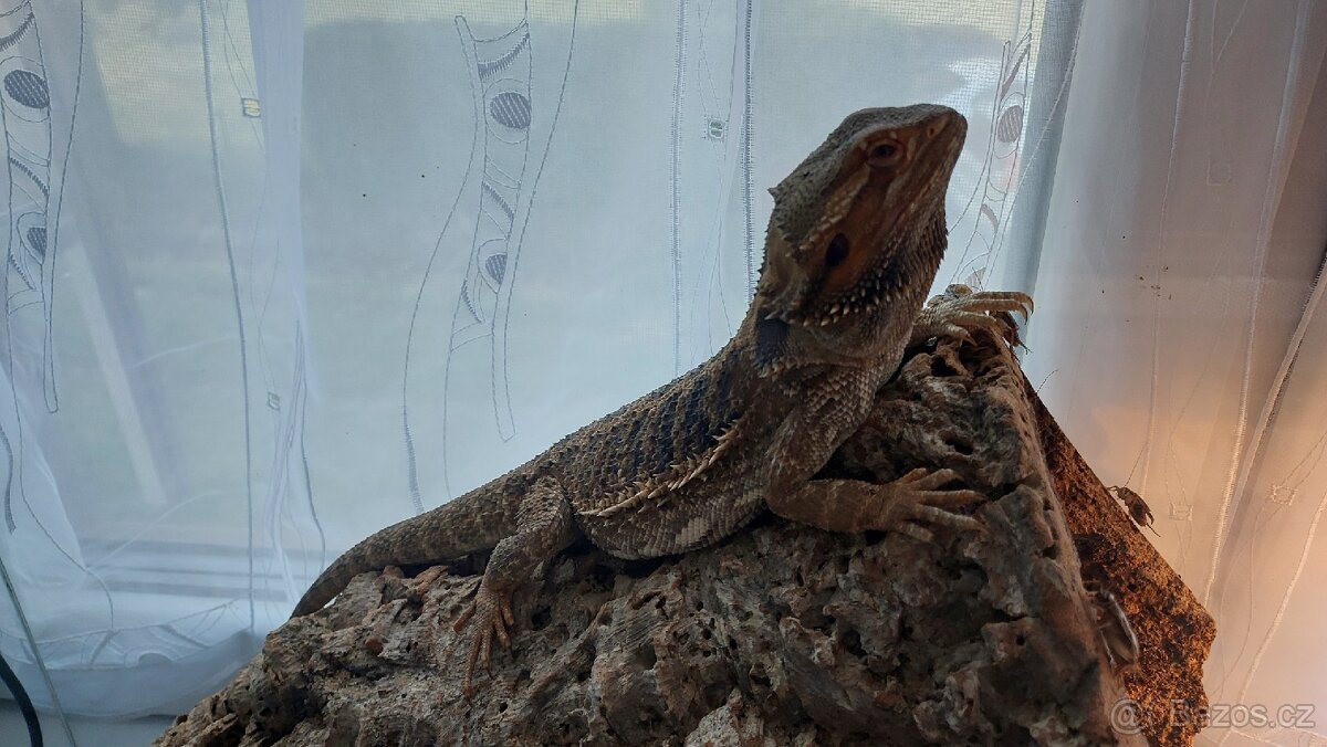 Agama vousata