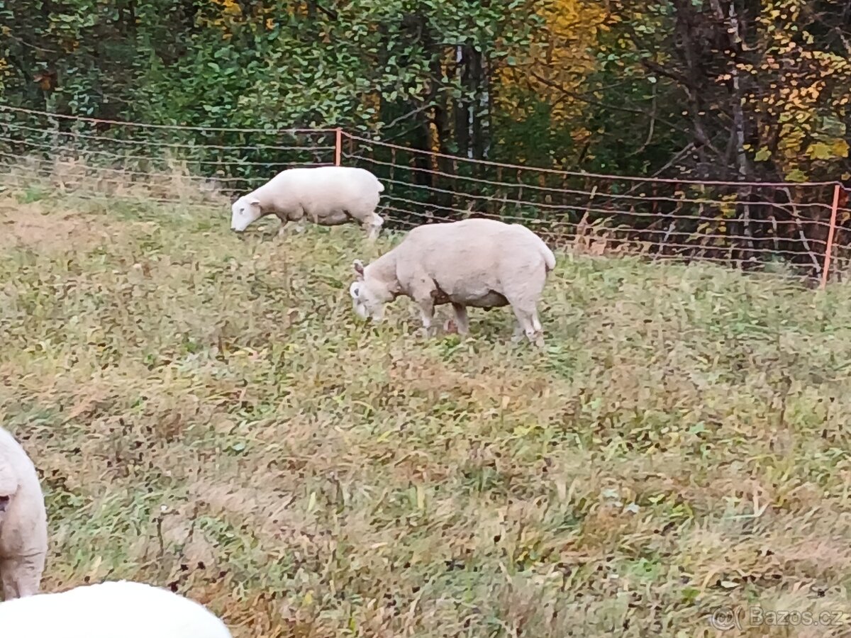 Plemenný beran texel