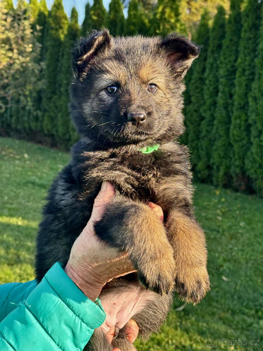 Německý ovčák - štěňata