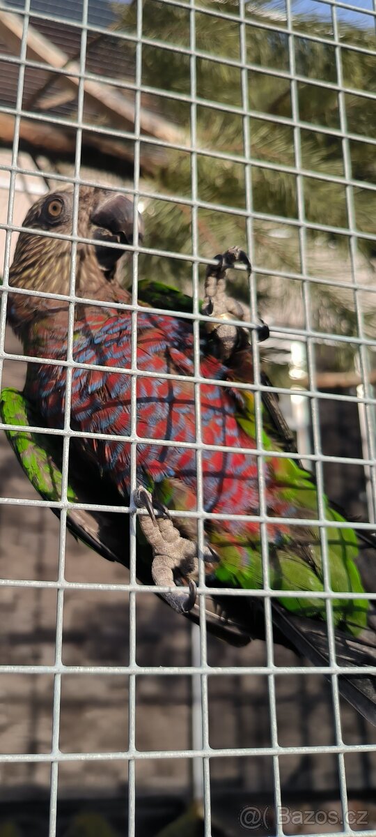 Amazoňan vějířový