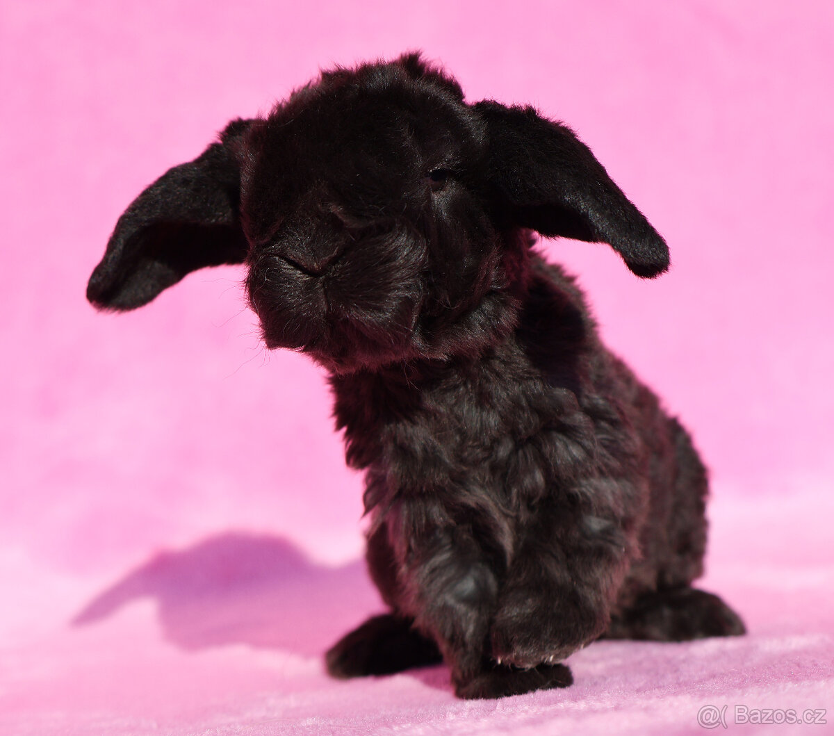 Zakrslý rex beránek , samička s VP .