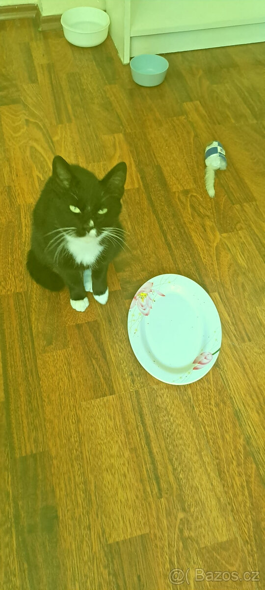 Darují do dobrých rukou kocourka