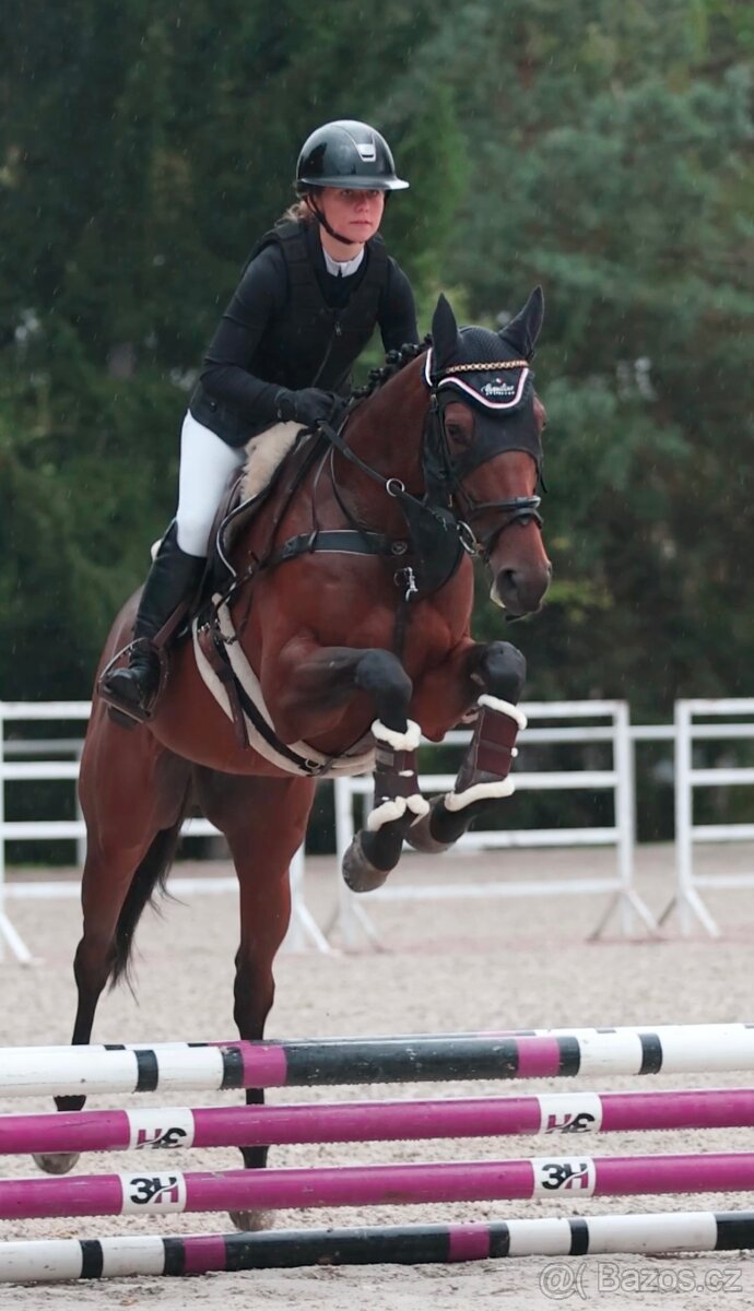 Valach do sportu, čisté RTG včetně zad