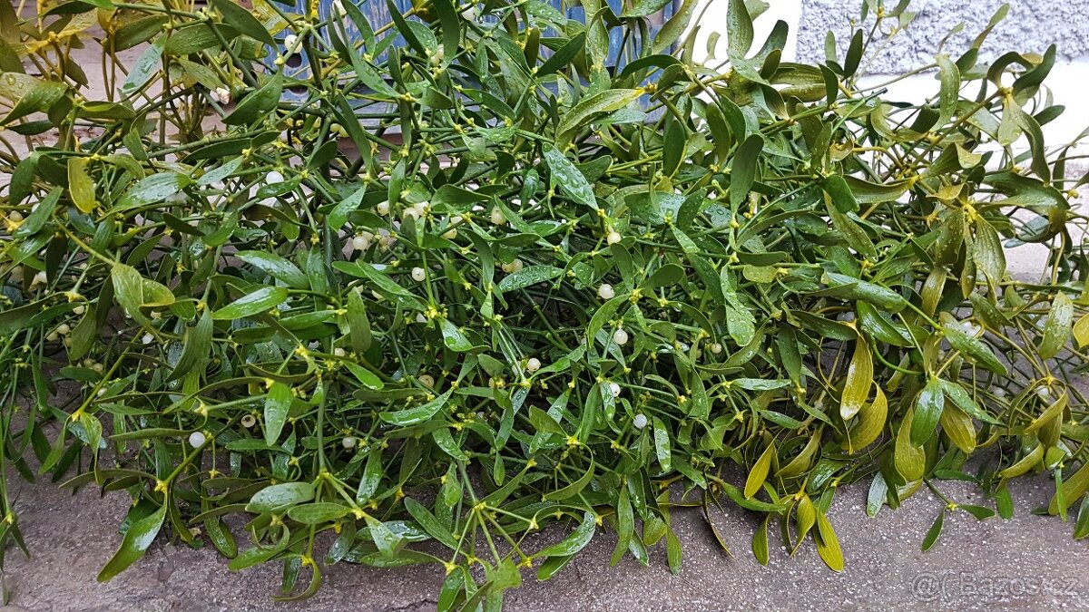 Prodám krásné jmelí na dekorace, do kytic apod.