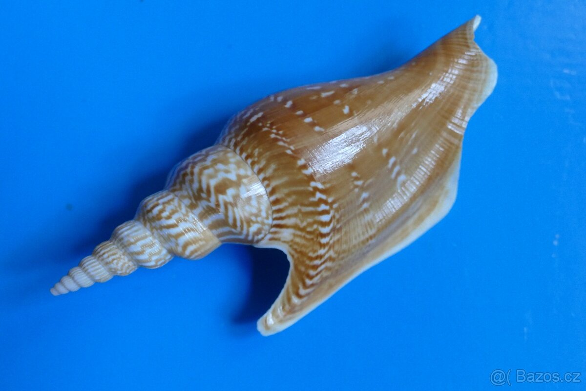 Strombus listeri