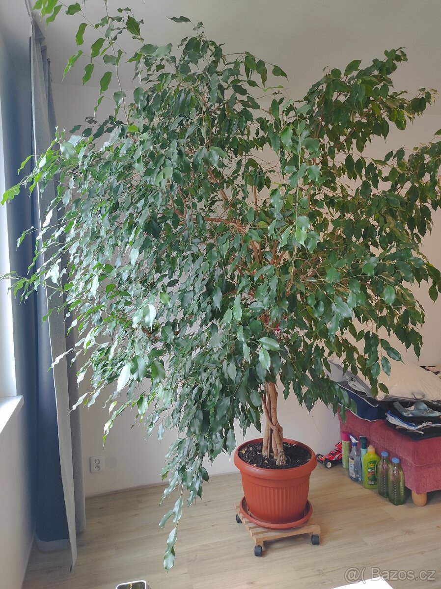 Rostlina Ficus Benjamina, Fíkus
