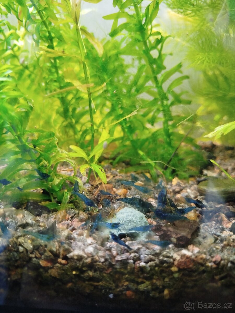 Modré krevety neocaridina davidi