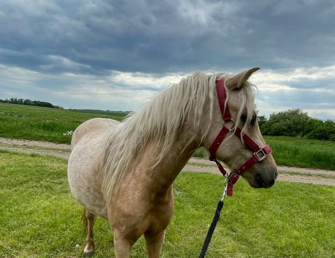 Pony klisna 2r.