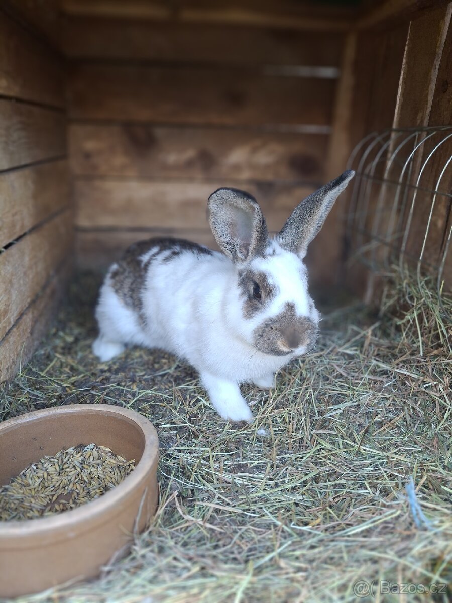 Králík -samice - březí