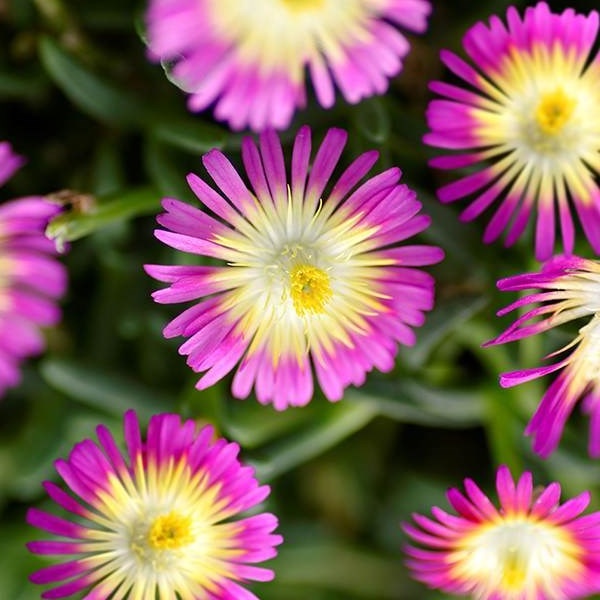 Prodám skalničky,trvalky a zahr.orchideje.