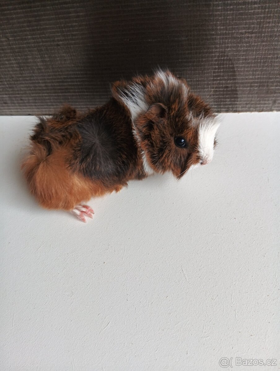 Prodám dva kluky 🐹