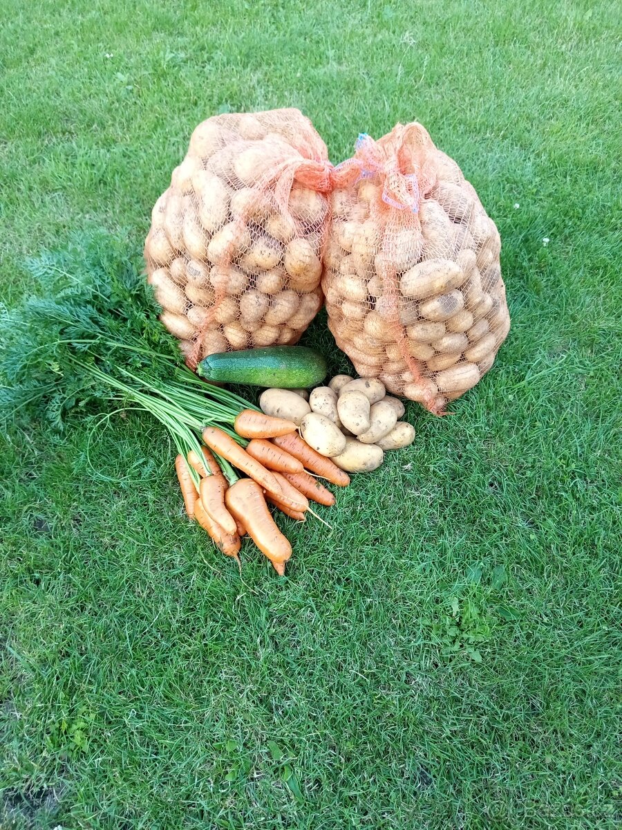 Brambory Marabel na uskladnění, mrkev (Chamare), červená řep