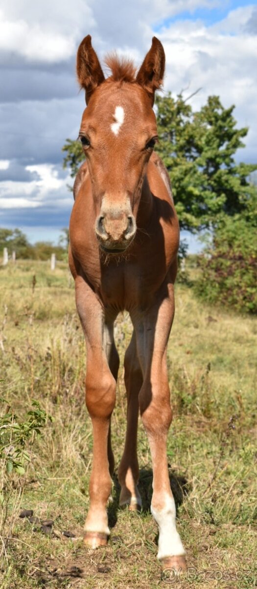 Paint horse Red roan