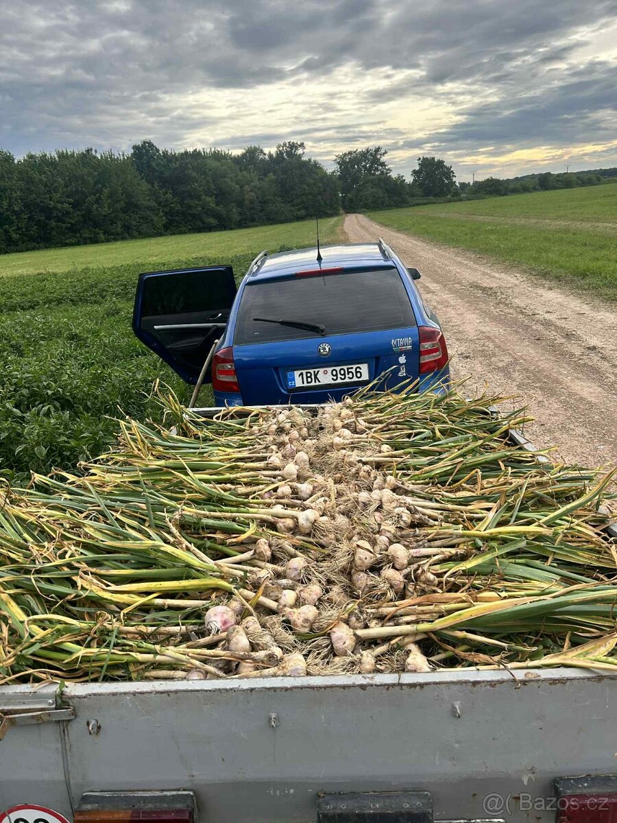 Česnek