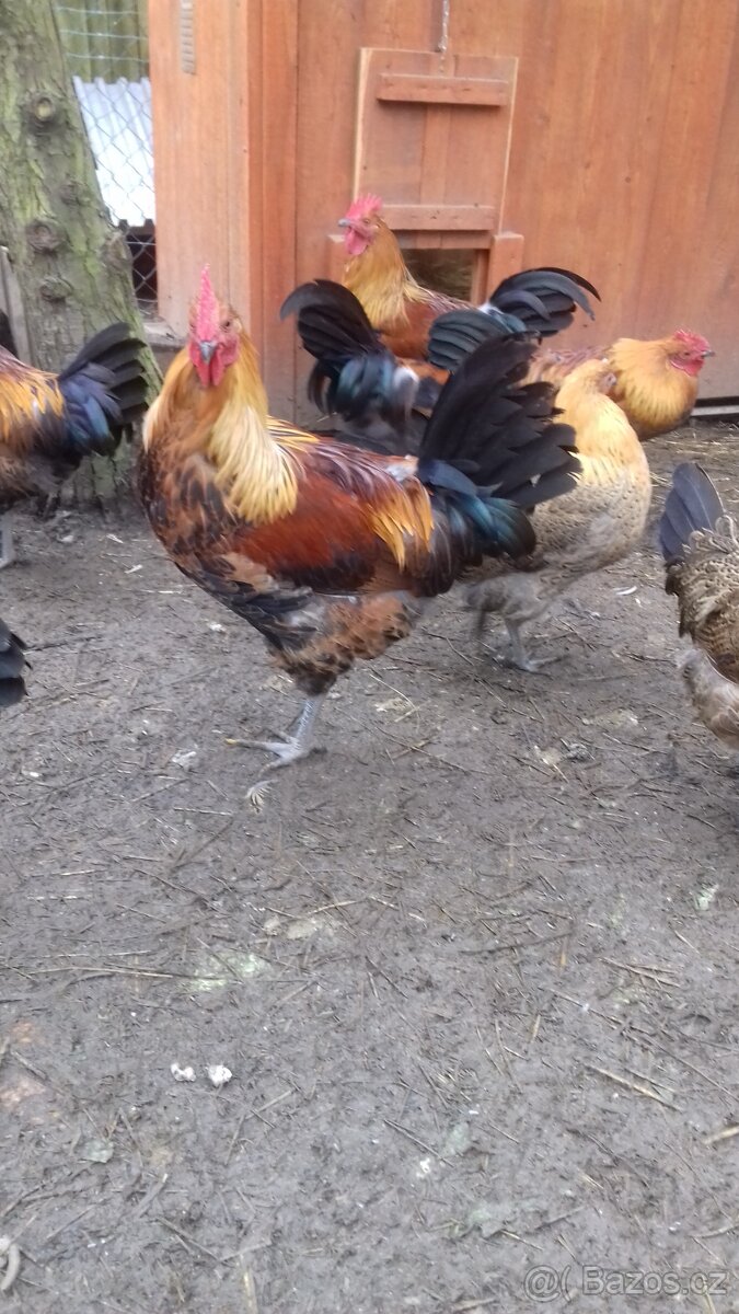 Kohouti na prodej