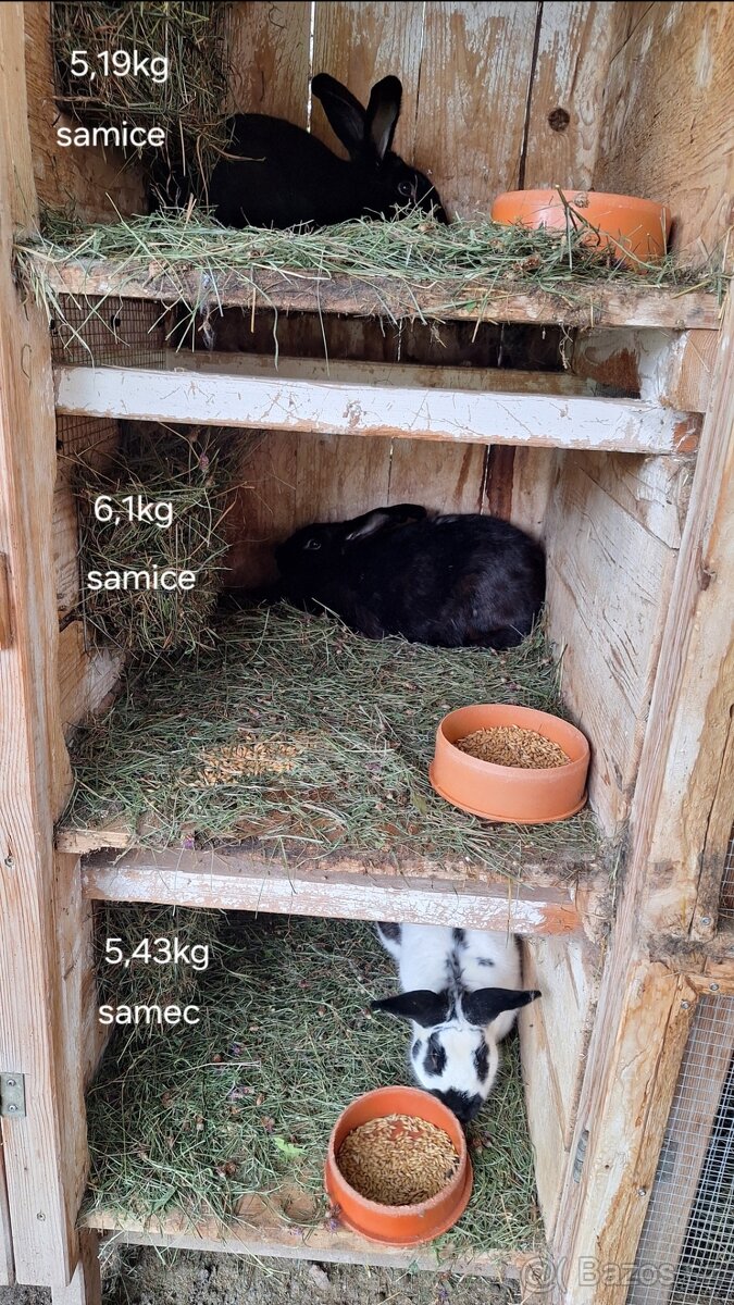 Loňské podzimní králíci