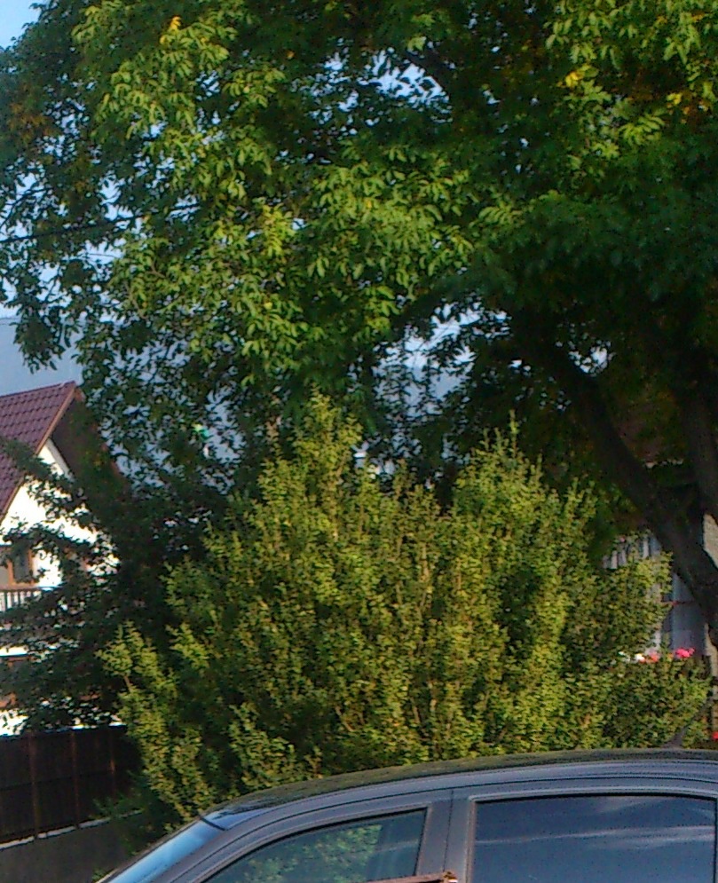 Vlašské ořechy neloupané