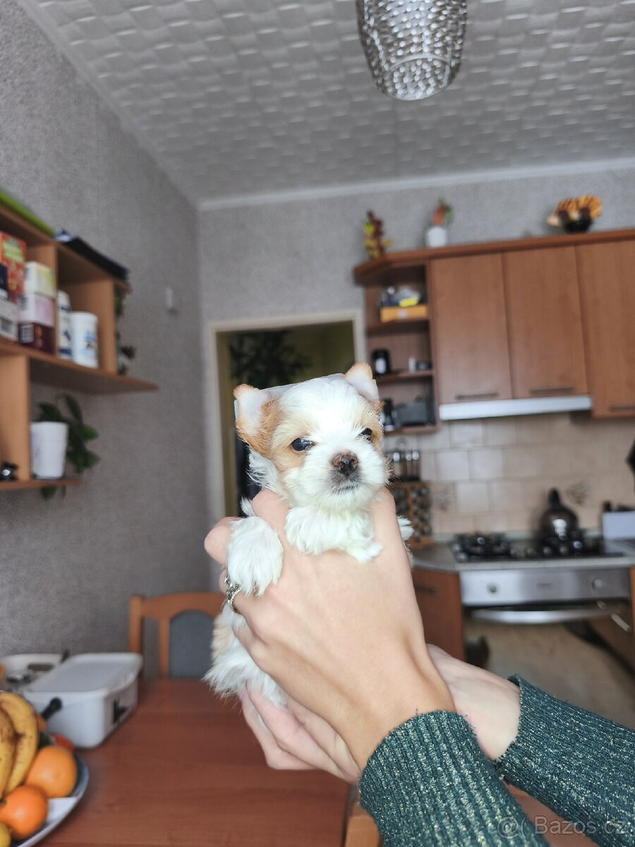 Jorkšírský teriér golddust s PP