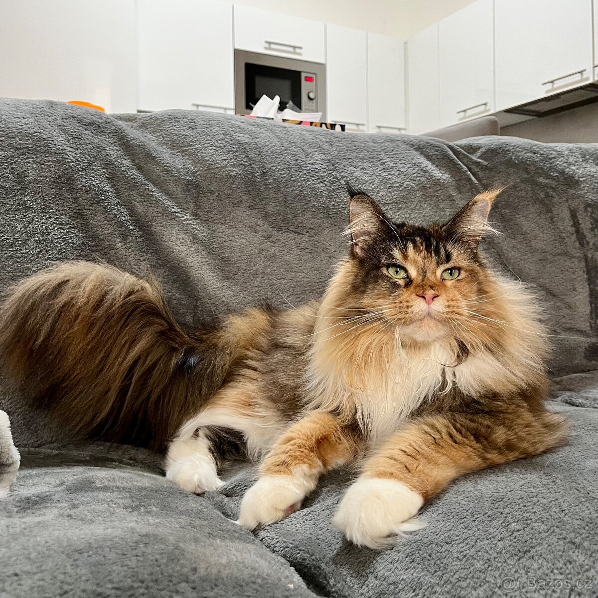 Starší plachá mainská mývalí kočka hledá klidný domov