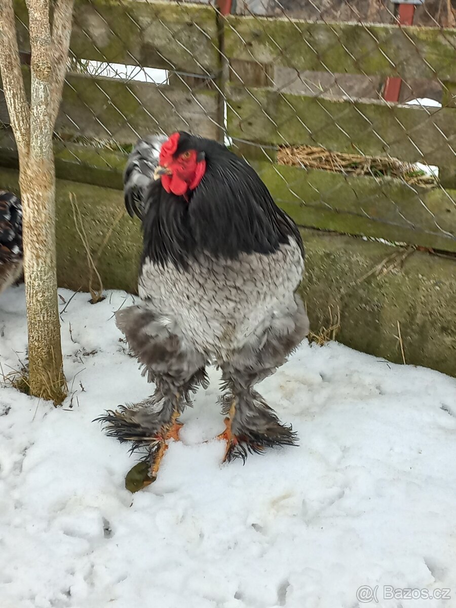 Prodám kohouty Brahmanky Velké