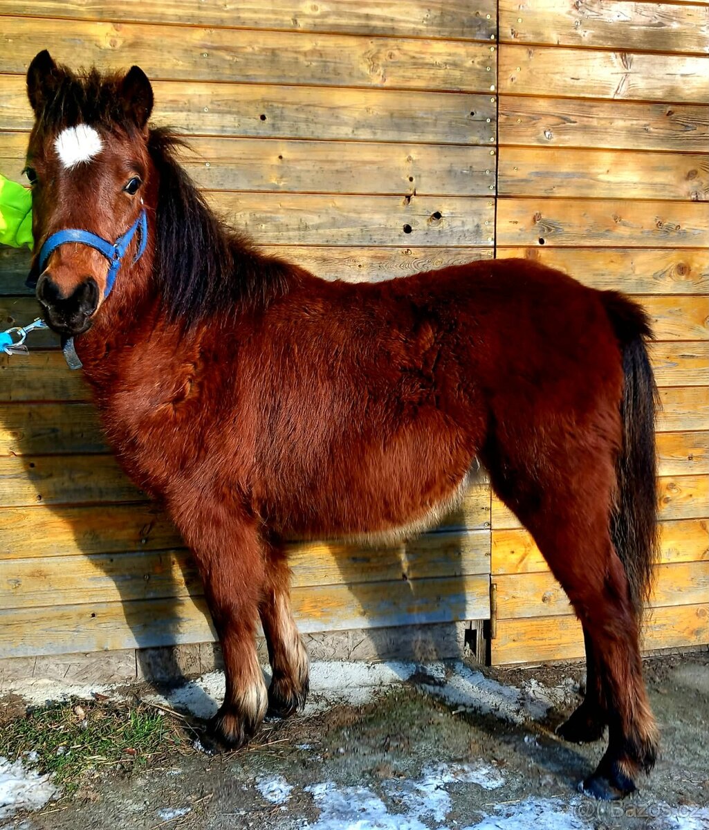 Klisnička - hnědka WPB