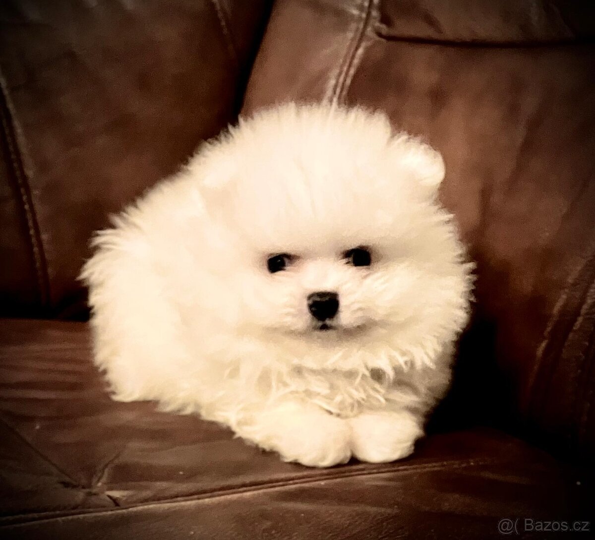 Pomeranian