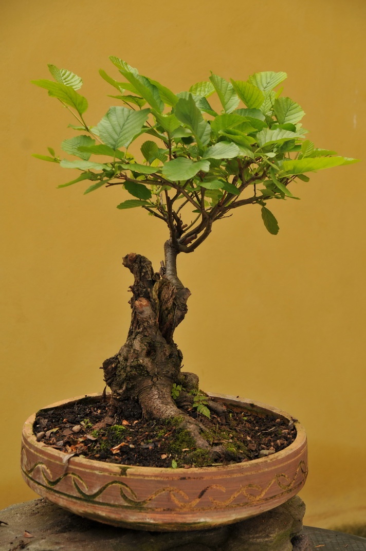 Alnus glutinosa - Olše lepkavá - 40 let