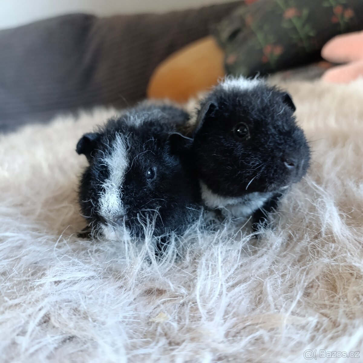Morče US Teddy / morčata 1x samec 1x samička