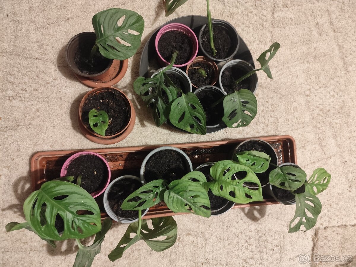 Monstera adansonii