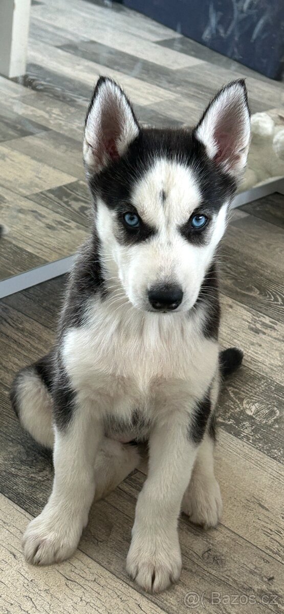 Husky štěne fenka.