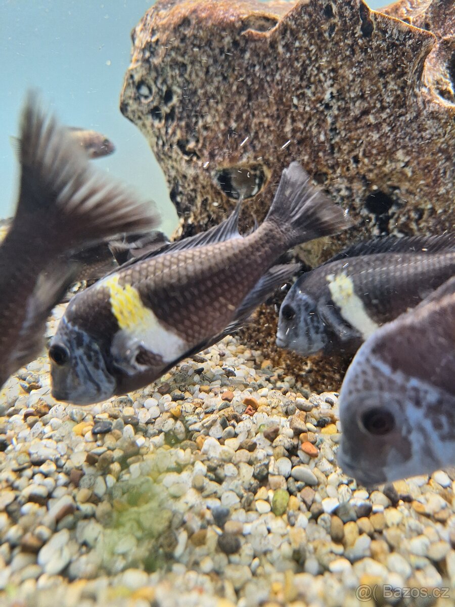 Tropheus Duboisi Maswa