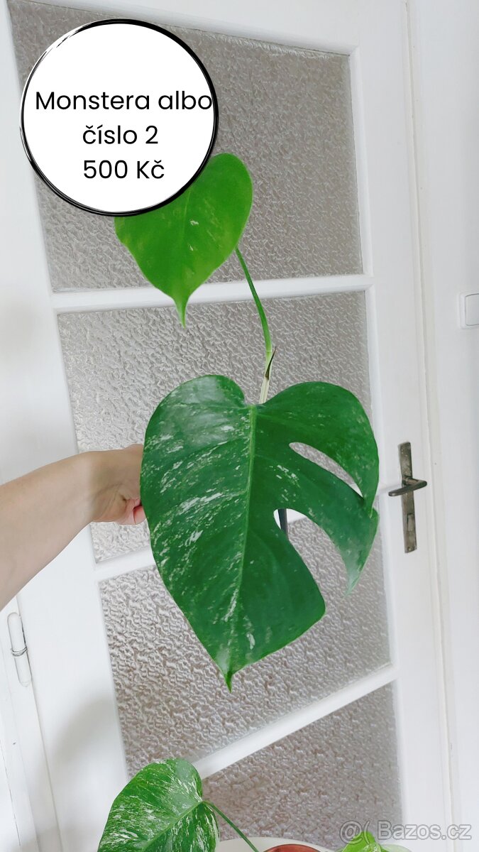 Monstera albo - č. 2